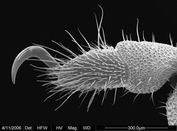 Media type: image;   Invertebrate Zoology 134690